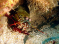   Mantis Hammershrimp watching you this my favorite shrimp due its lovely eyes eye structureHope like also... also  